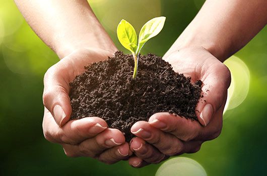 Person holding soil in his hand in which a plant is growing