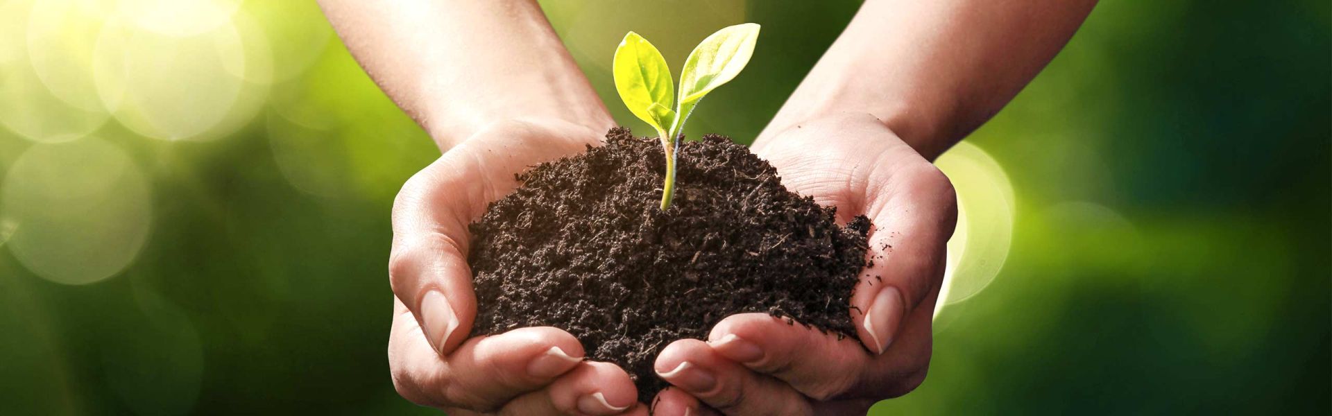 Person holding soil in his hand in which a plant is growing